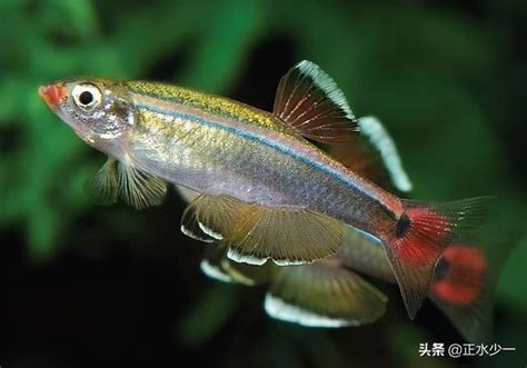 好養觀賞魚|12種養不死的觀賞魚都有哪些？新手都可以輕鬆養好的。